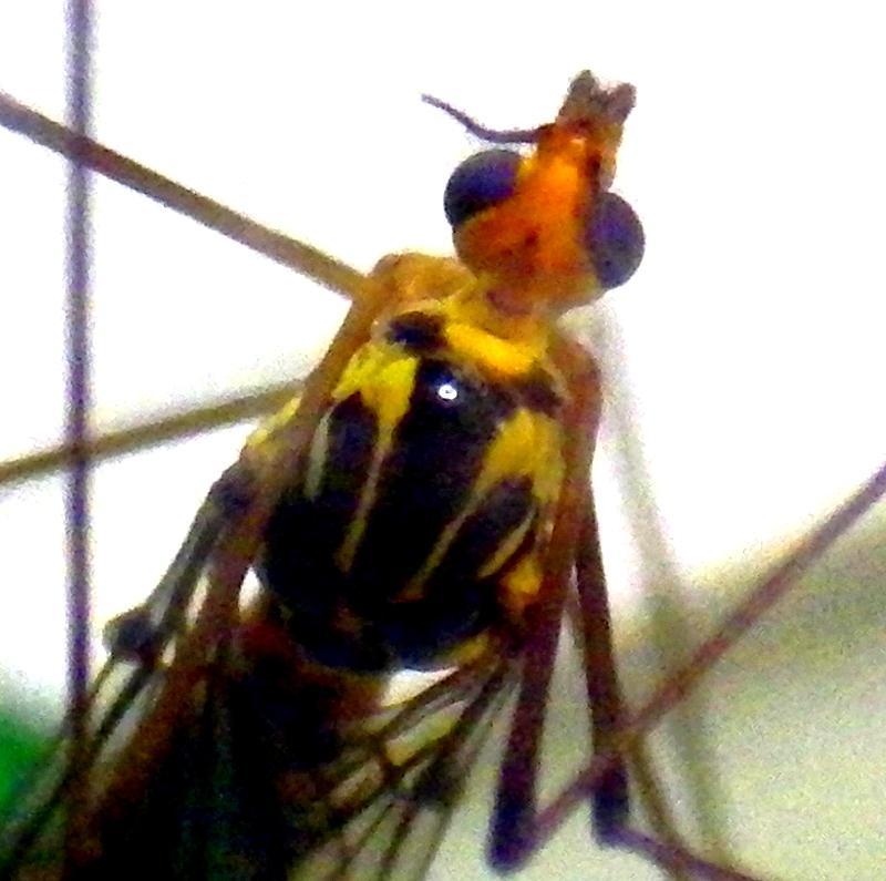 IMGP0337