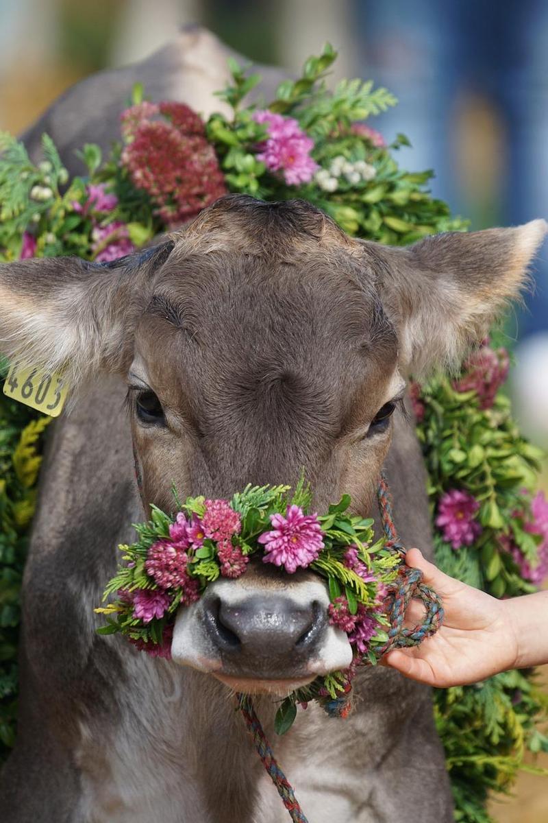 cattle-show-1703259 1280