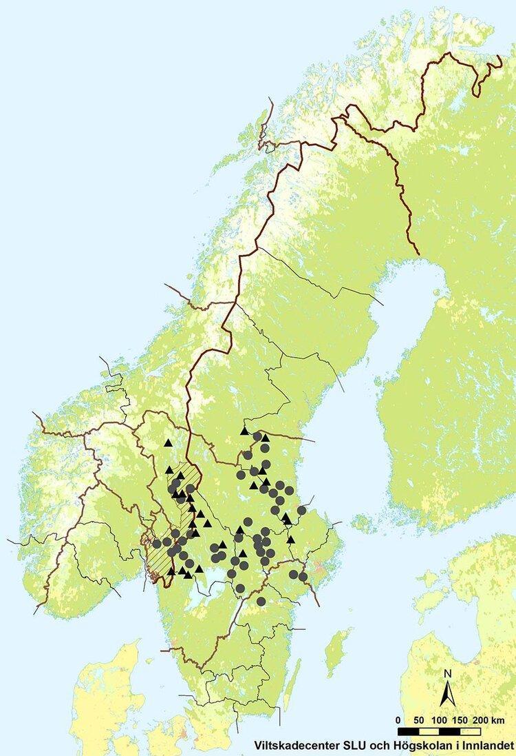 map-wolf-population-scandinavia