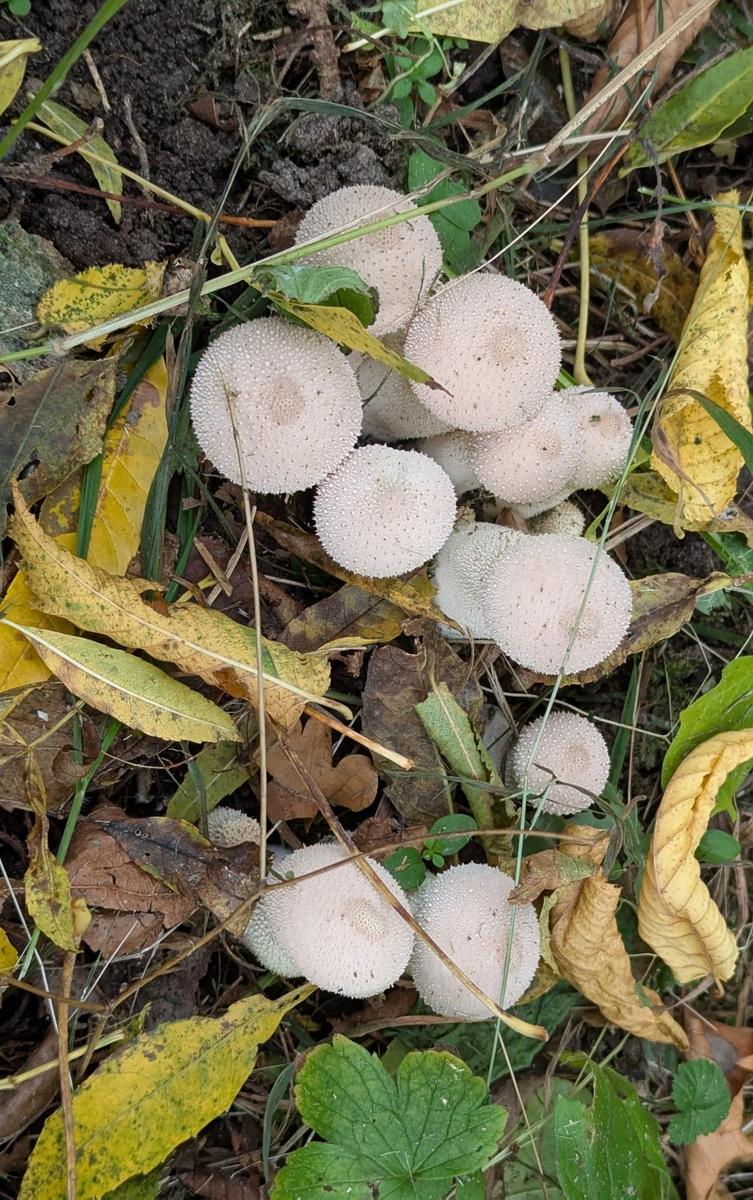 80c6436c-a452-4687-af76-be9379e75822 cop