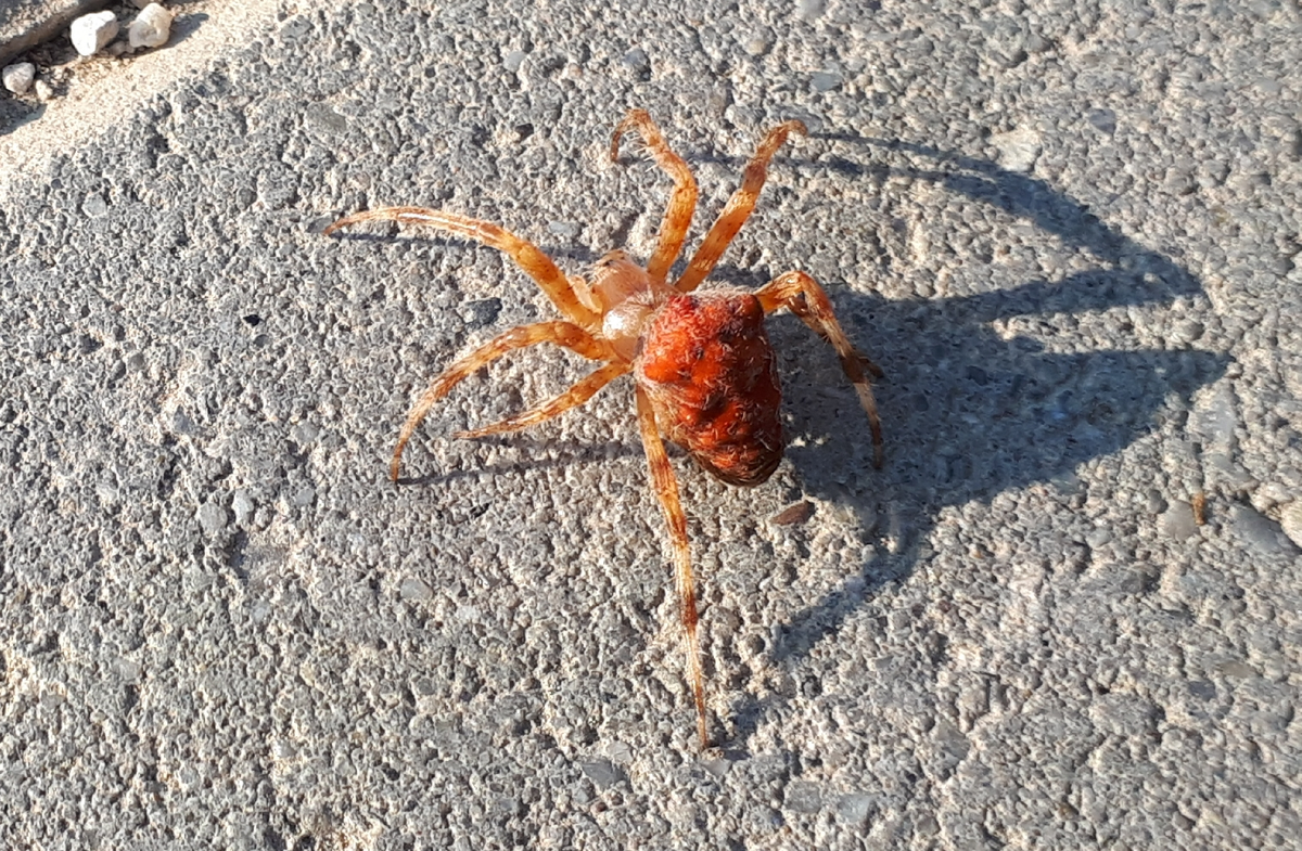 nupsi - Kopie
