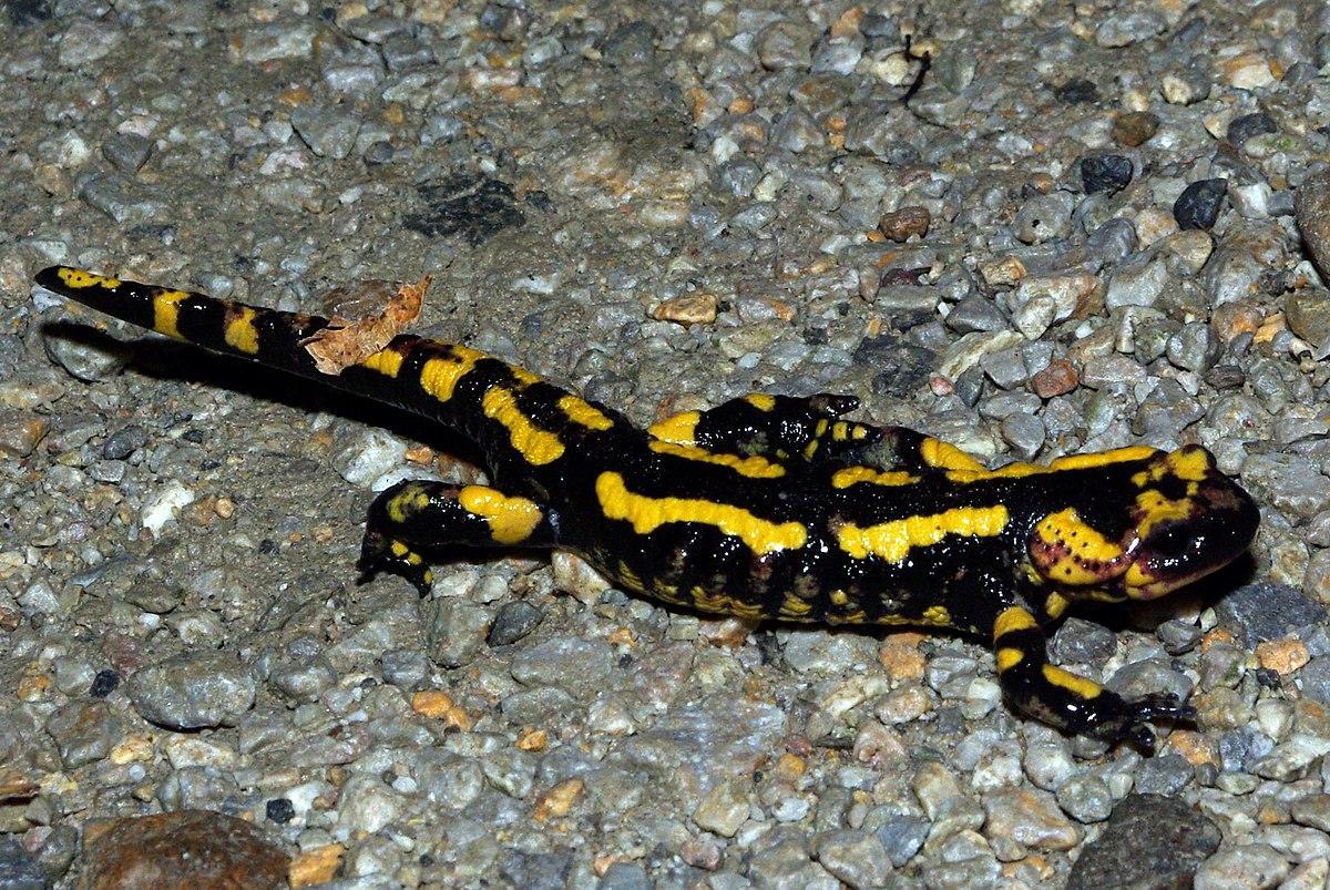 Salamandra salamandra 01 by-dpc