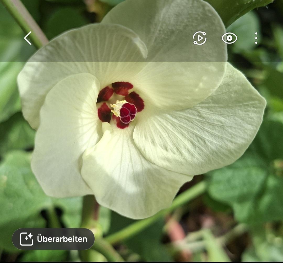 Screenshot 20250821 091816 Gallery