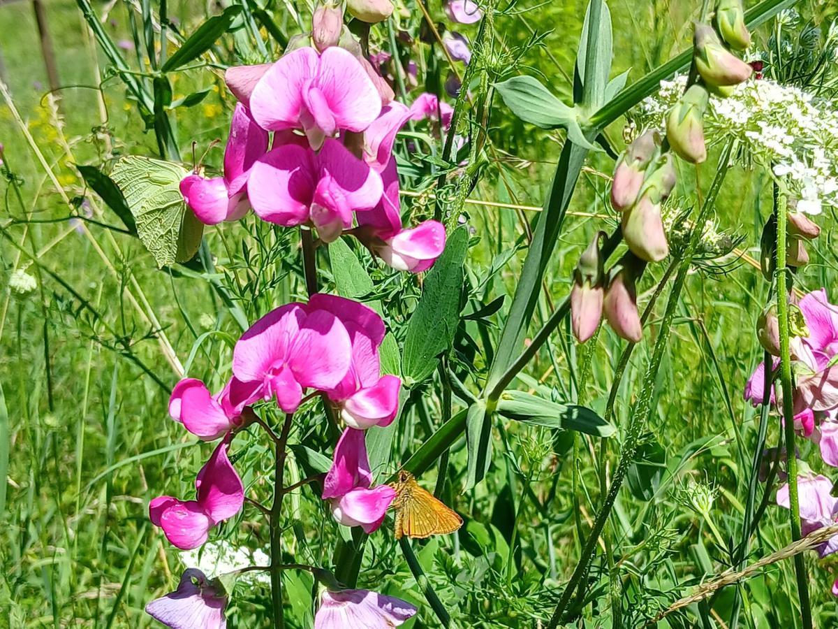 Taubenschwnzchen