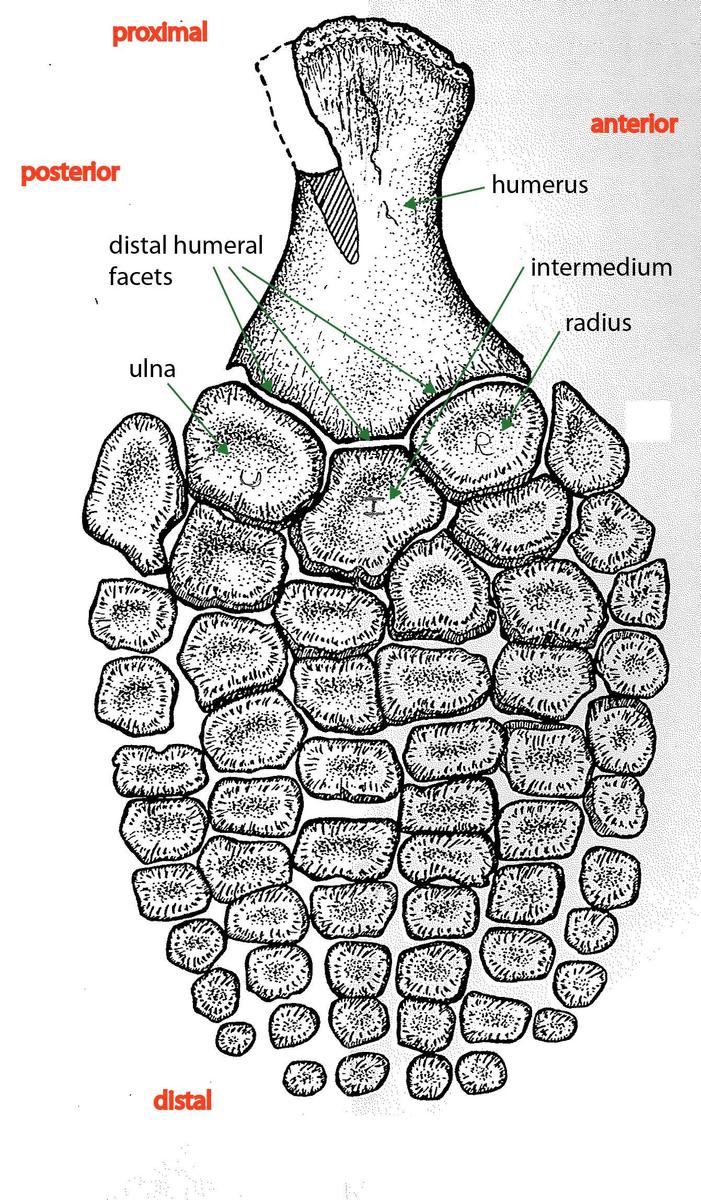 brachypterygius-bmnh-r3177-rfpd