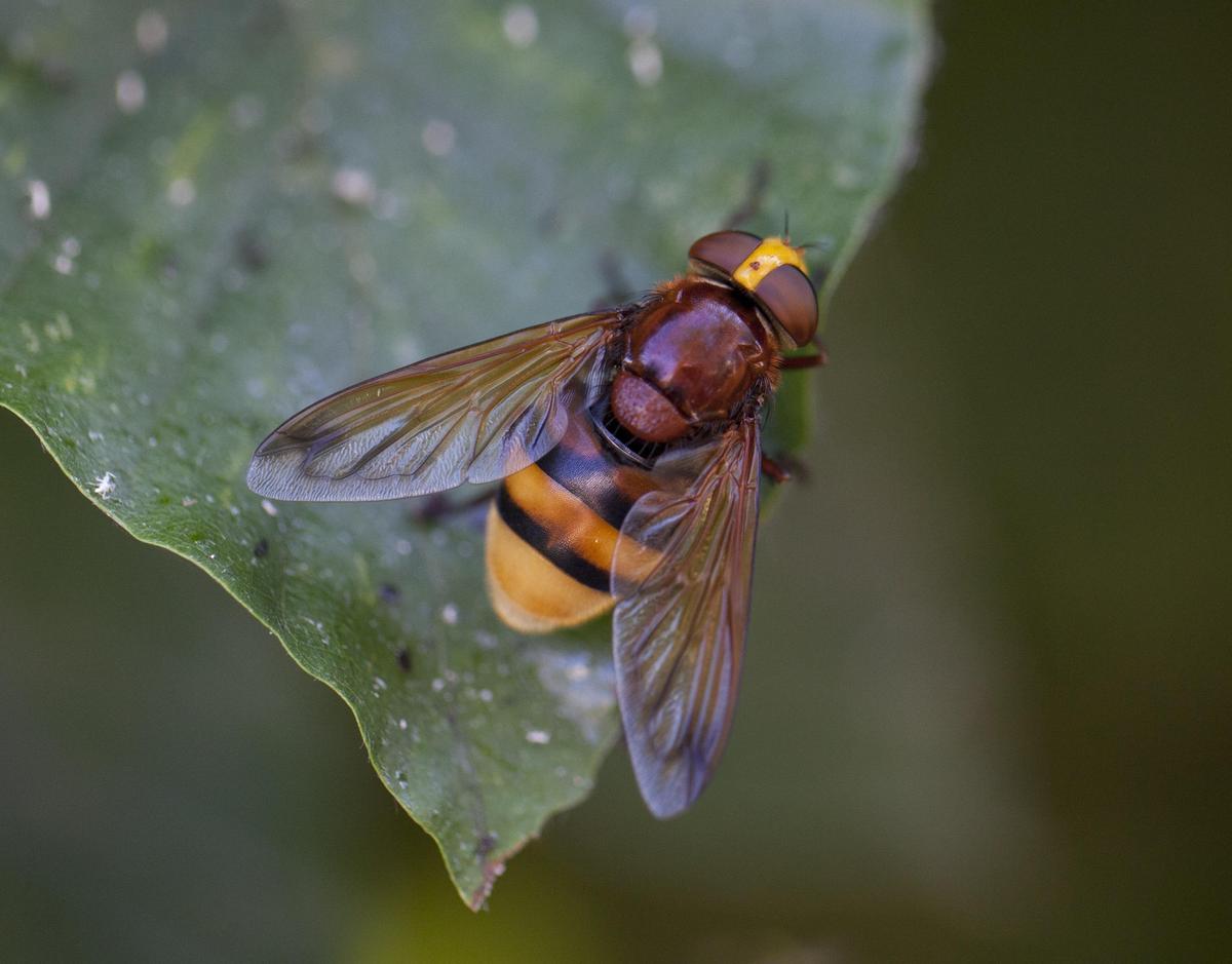 Volucella zonaria2C Stadsreus2C Hoverfly