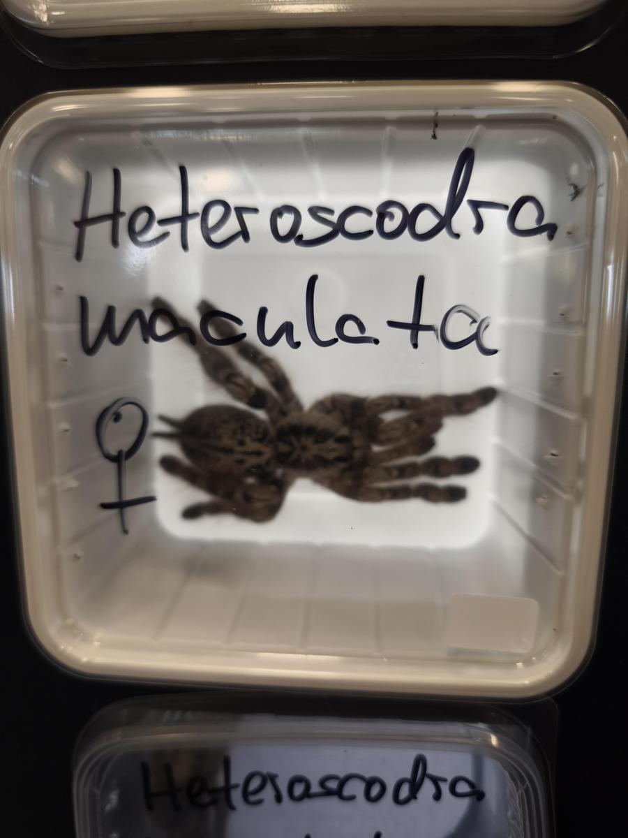 IMG 20251011 102017