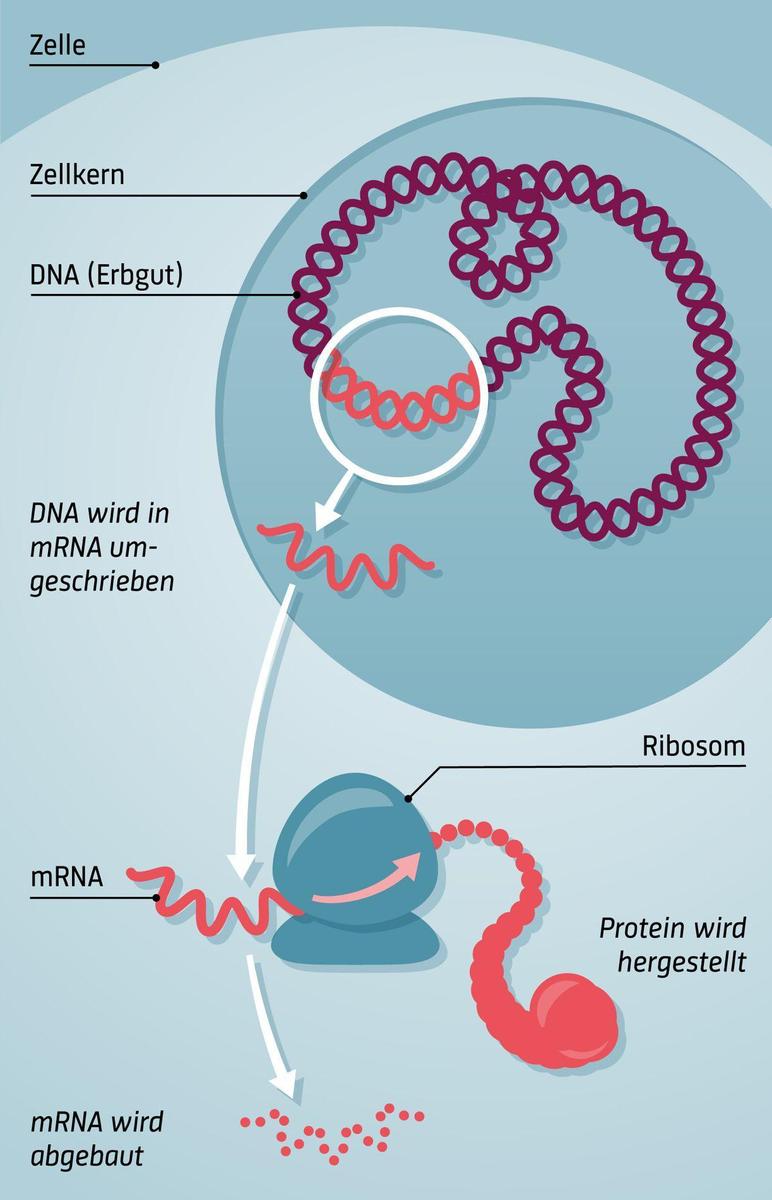 210227 Covid-Impfung mRNA-Funktion