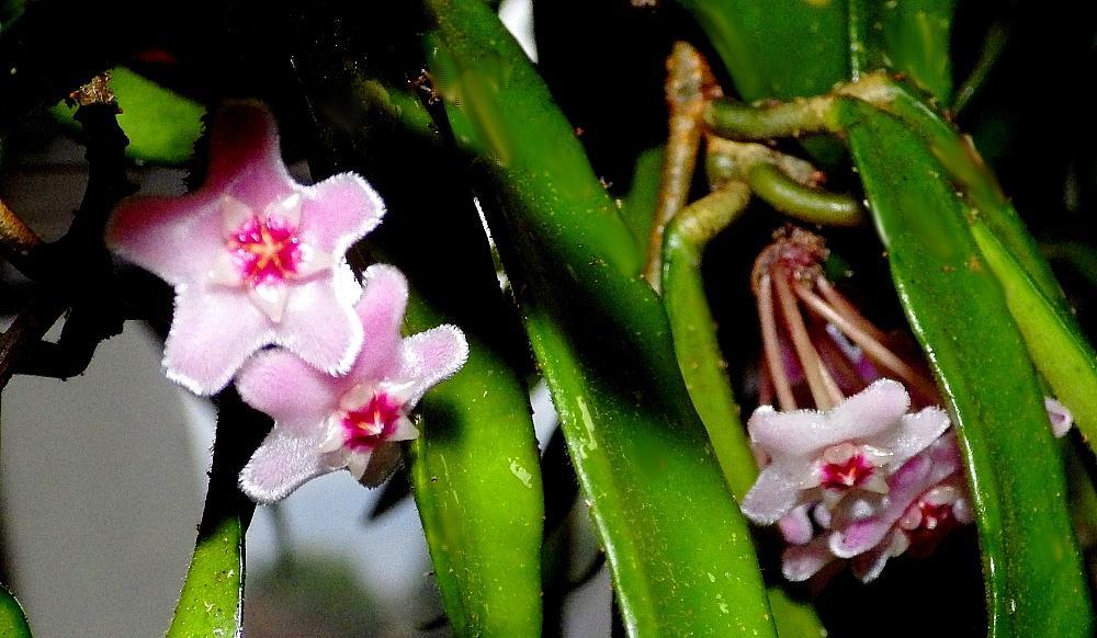 IMGP0294
