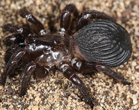 Idiosoma nigrum