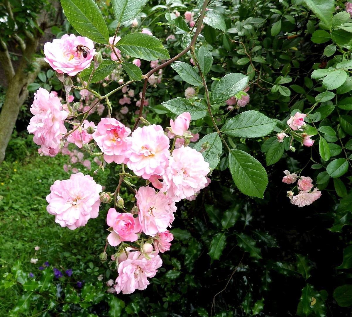 IMGP0950