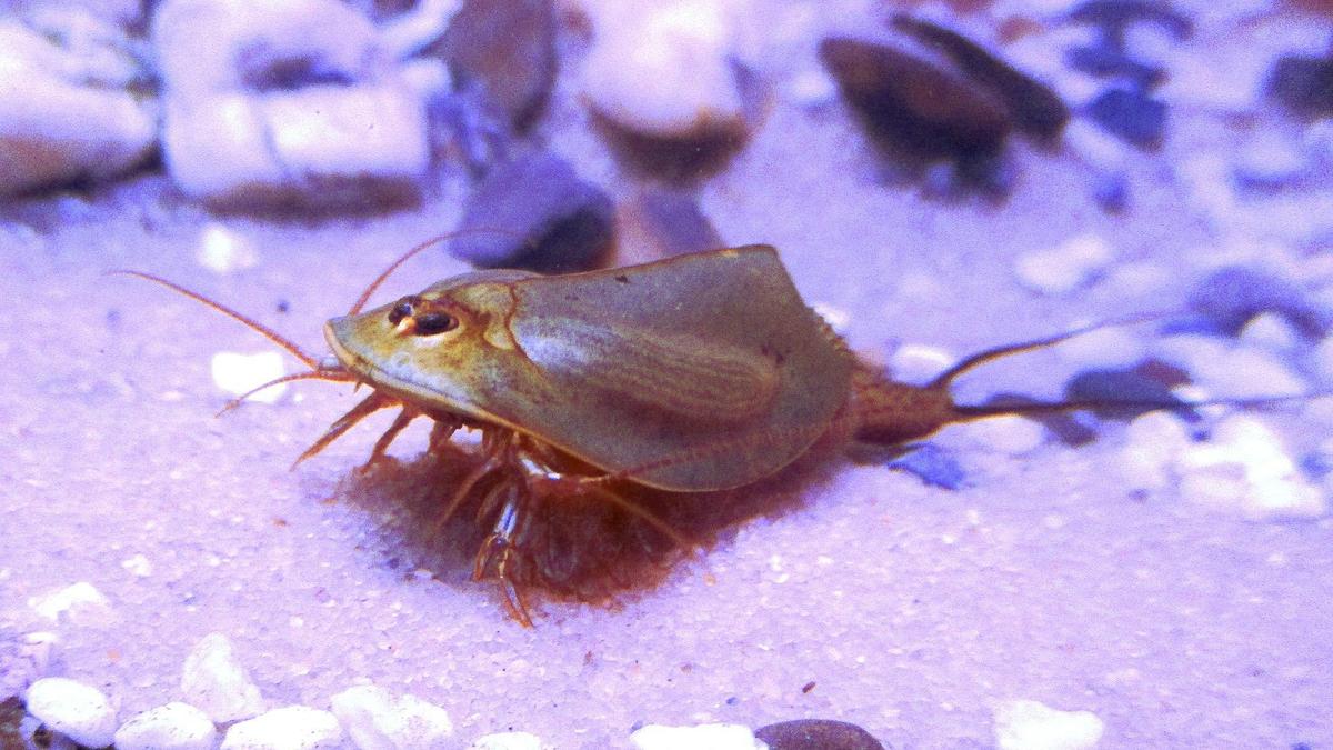 1920px-Triops cancriformis spain green 0