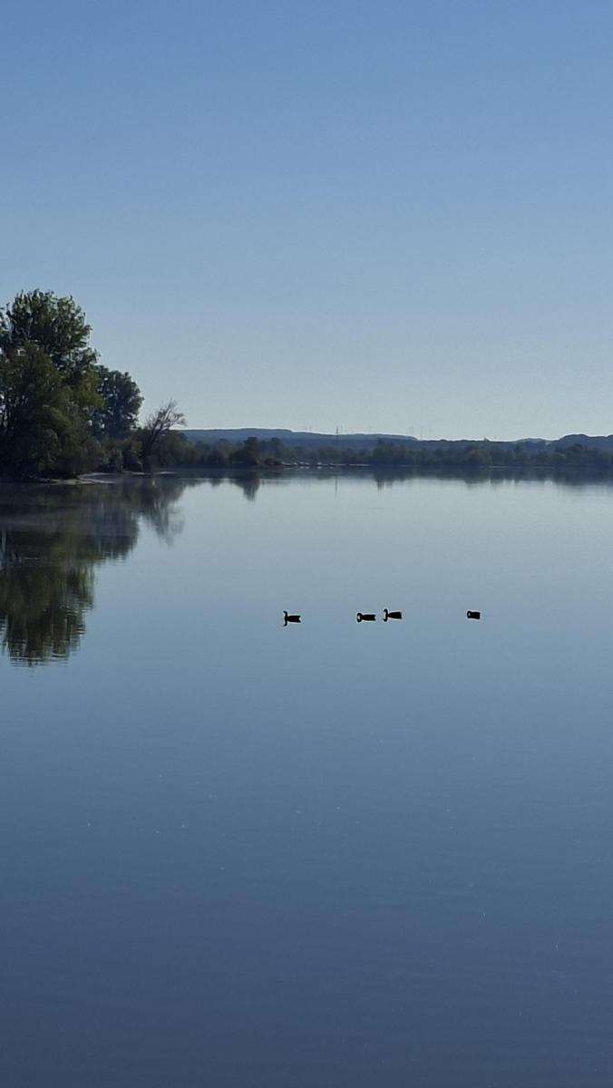Vogelinsel 7