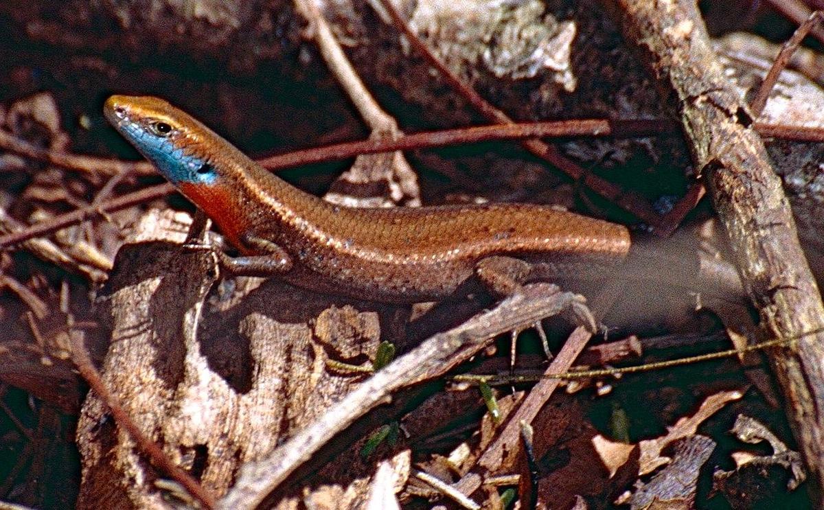 Blue-throated Rainbow-skink Carlia rhomb