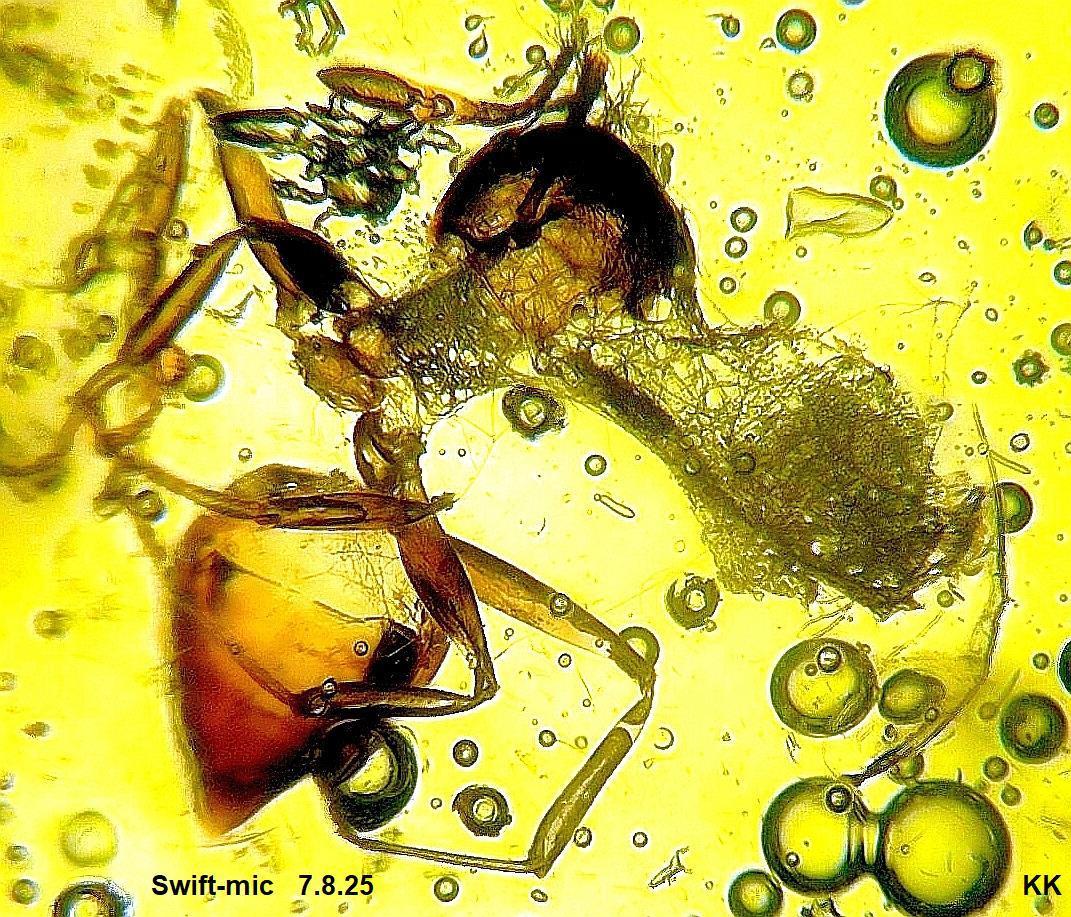 am
