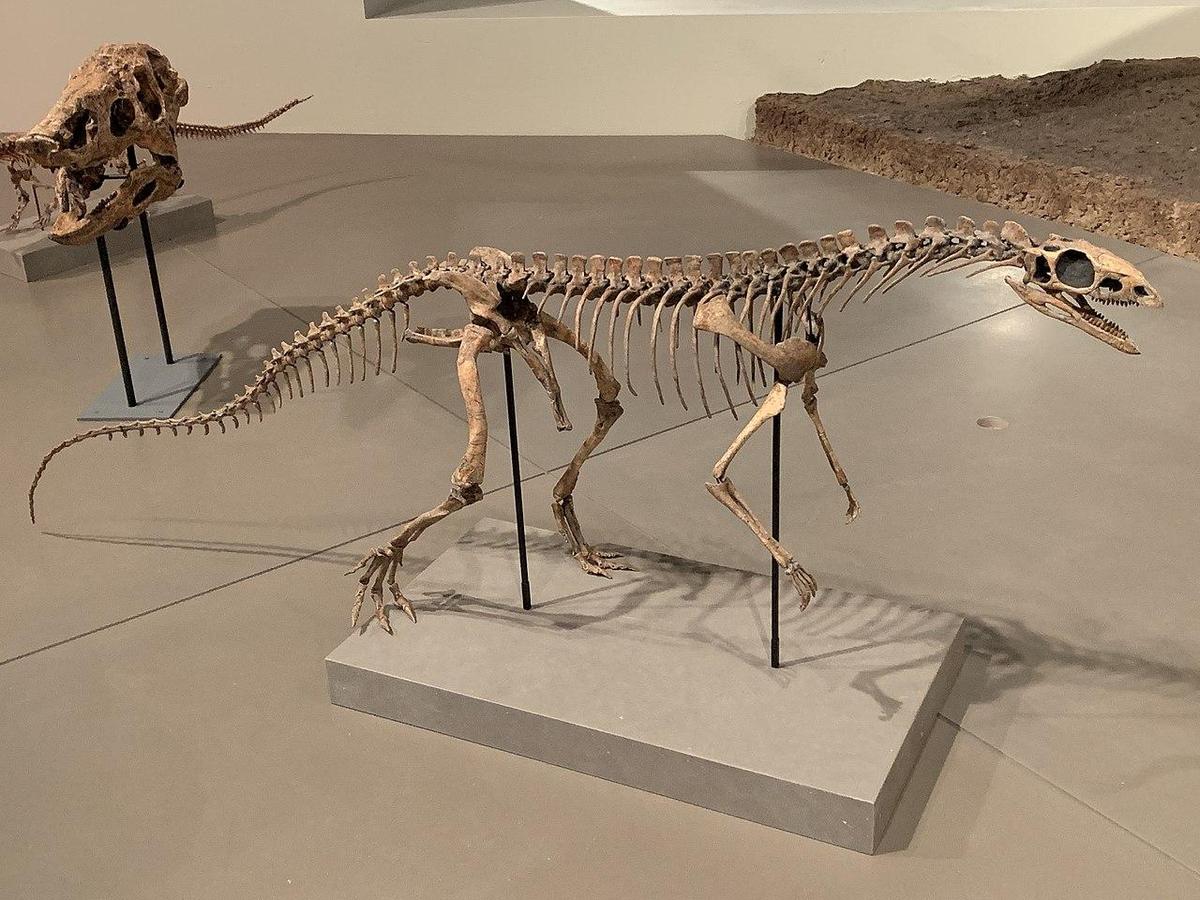 1280px-Asilisaurus kongwe FMNH