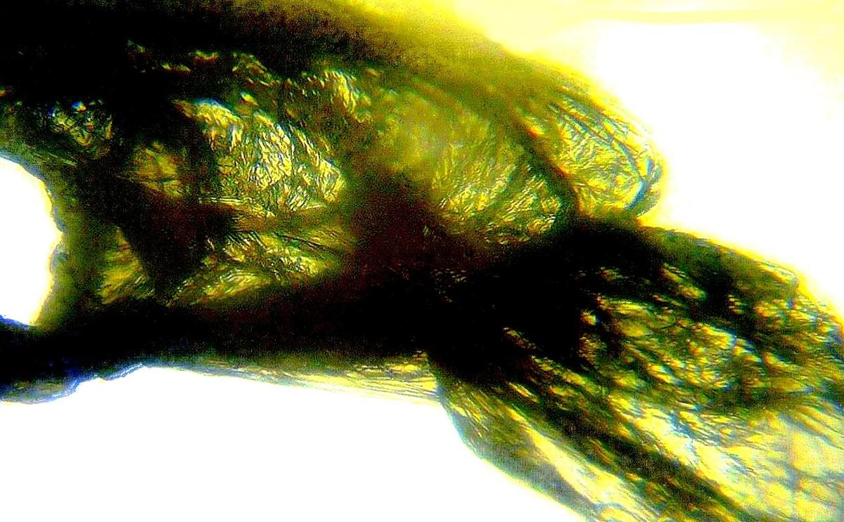 gebGr