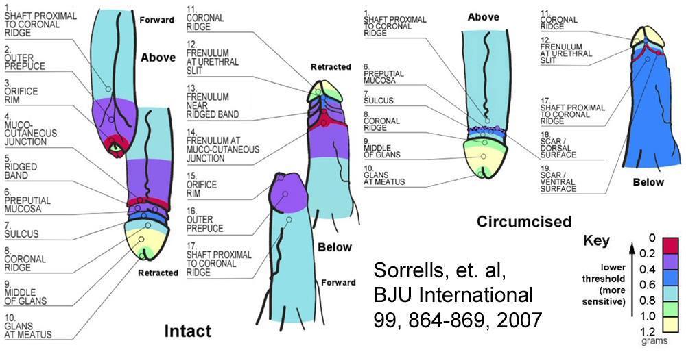 Sorrells-Chart-copy