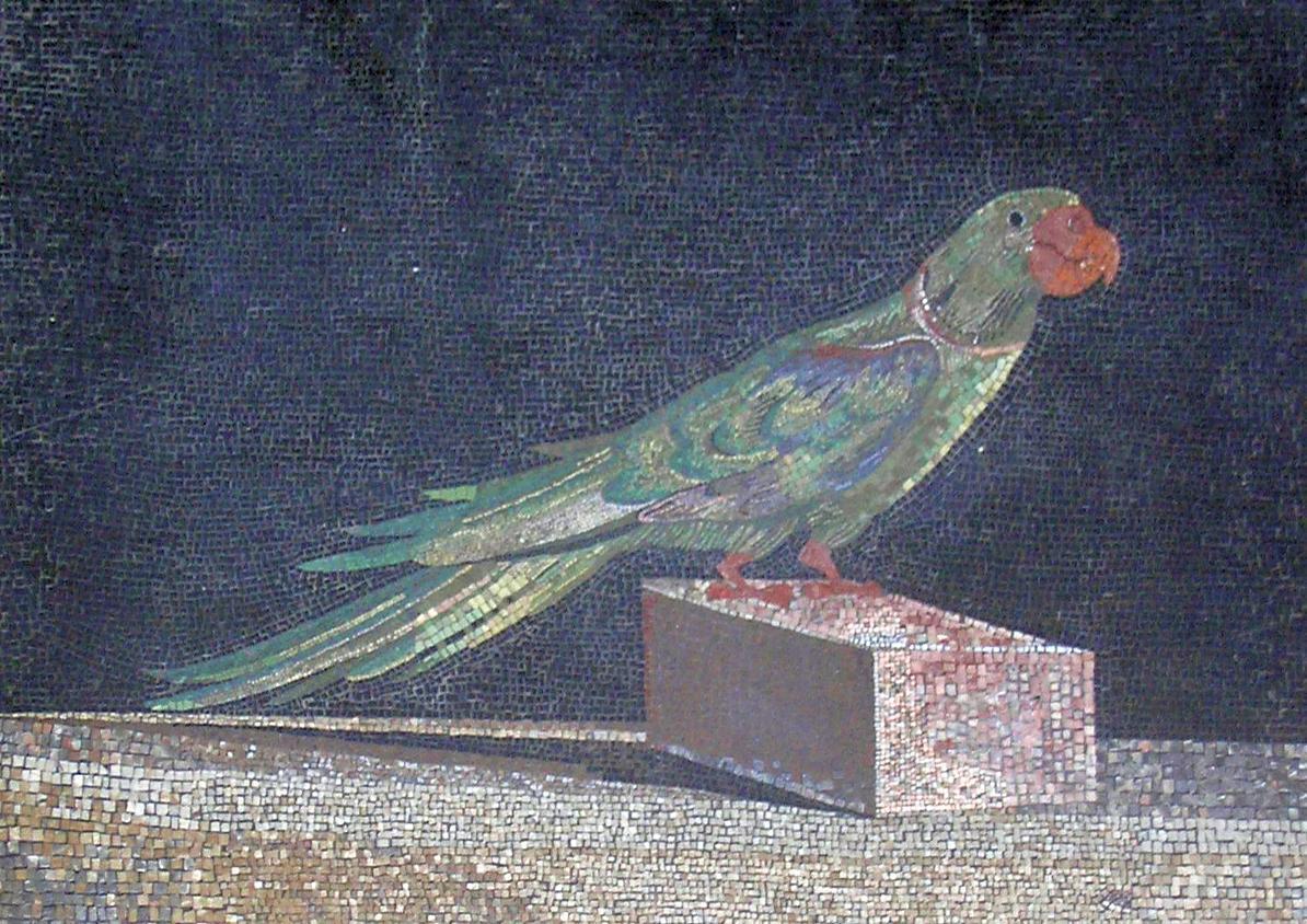 Bird Pergamon P7150030