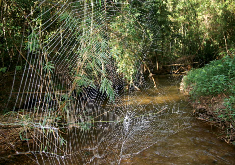 Caerostris darwini web
