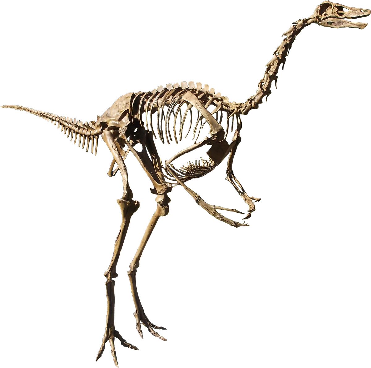 Struthiomimus isolated