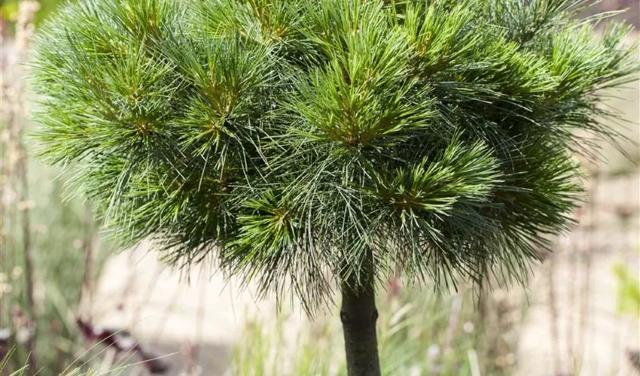 Pinus-strobus-