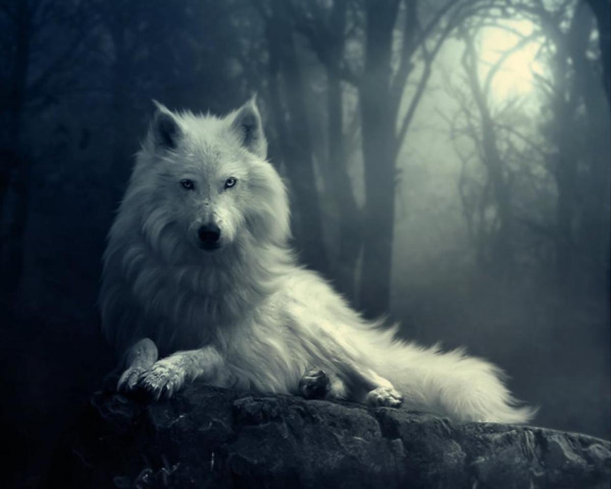 651807-1280x1024-wolf-in-the-dark