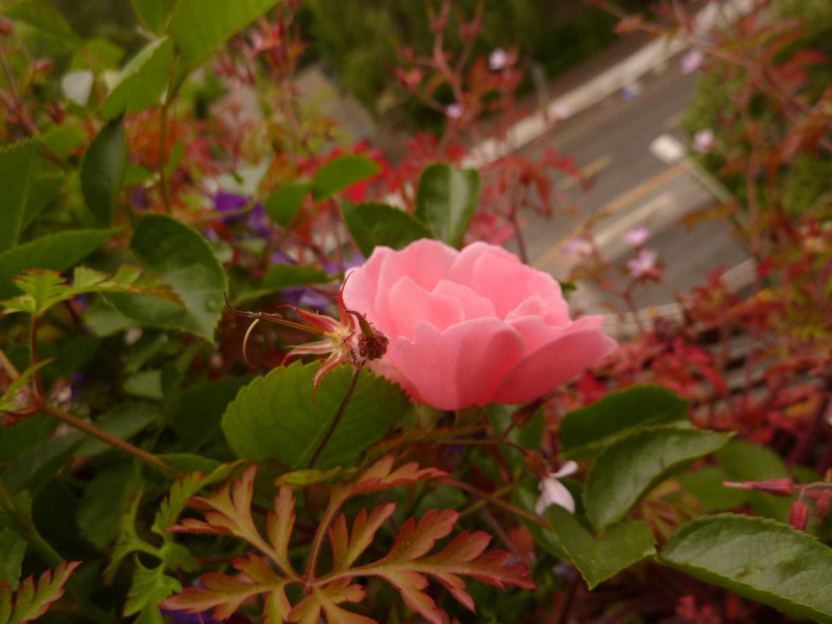 Rose Lachs 2