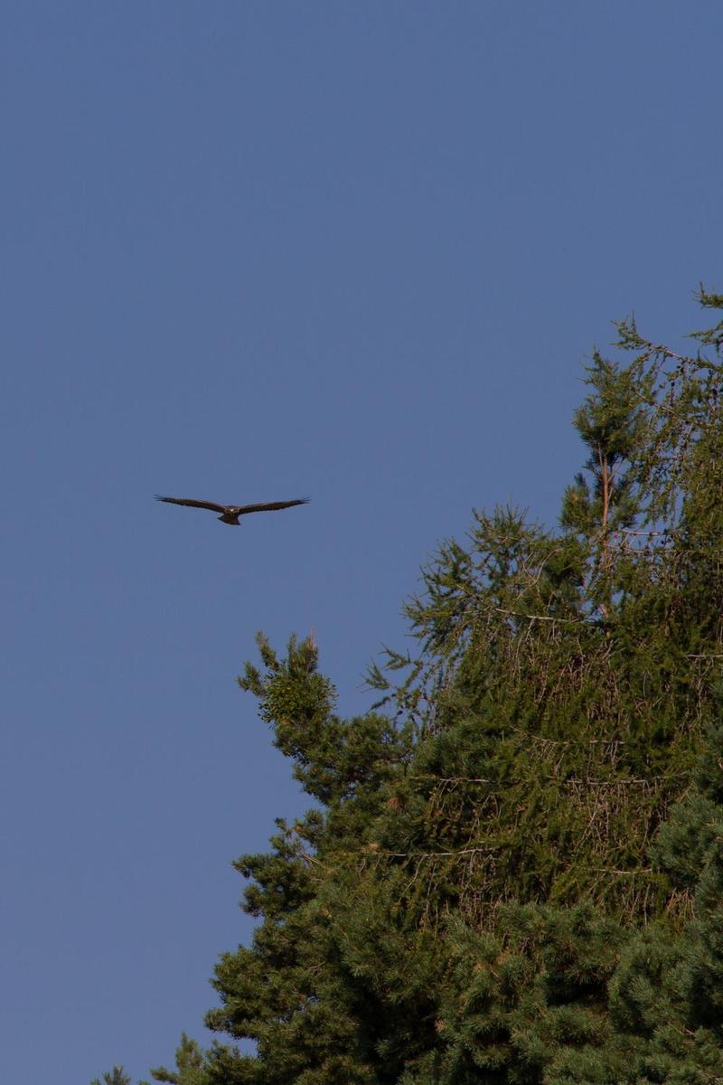 Bussard