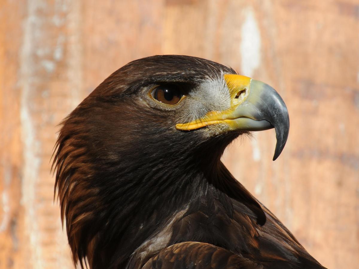 Steinadler Aquila chrysaetos 03