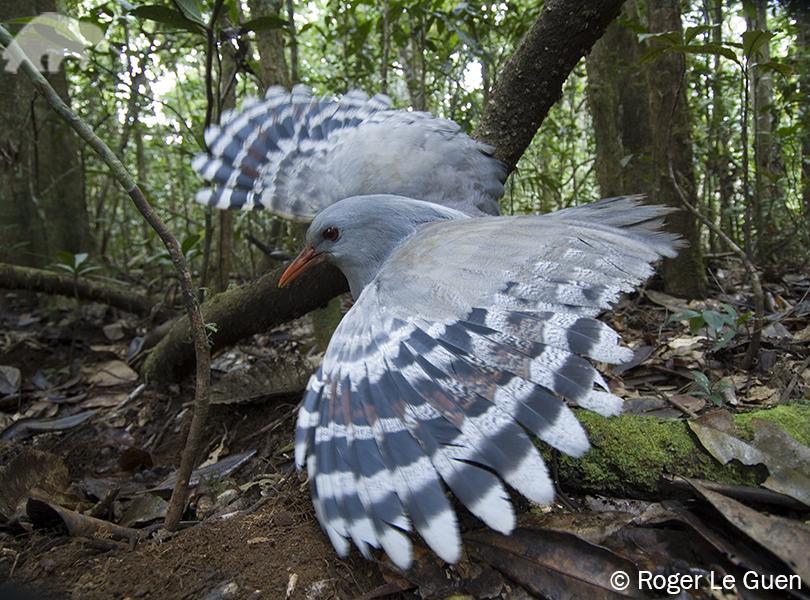 Kagu