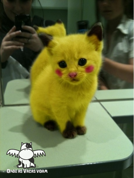 pikachu gato