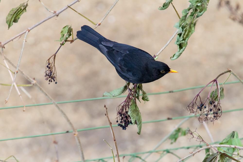 Amsel1