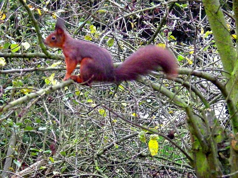  KK 8856 Hoernchen im Garten