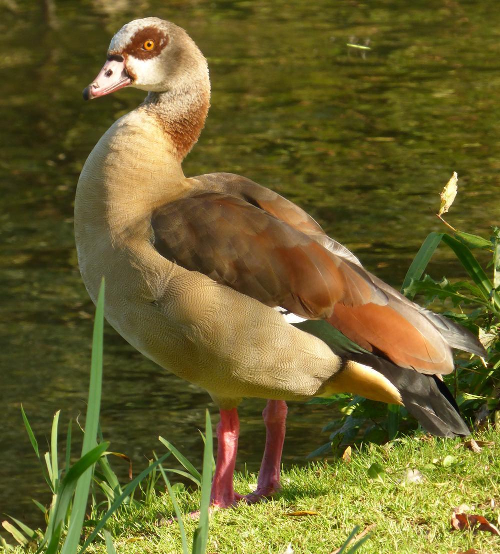 nilgans cr