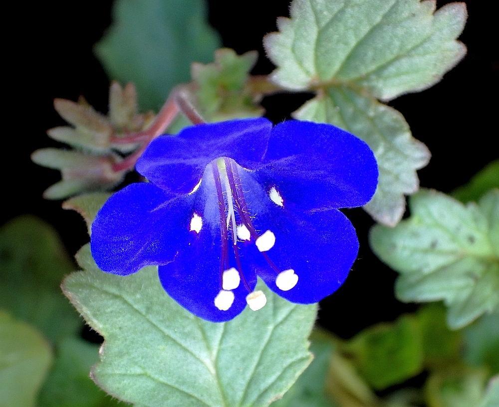  KK 0355 campanularia