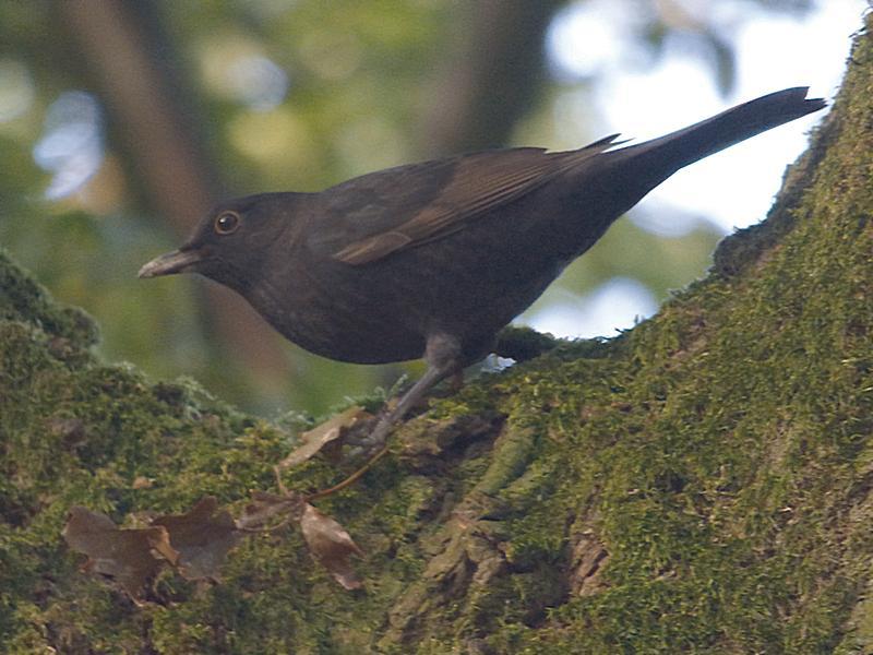 amsel