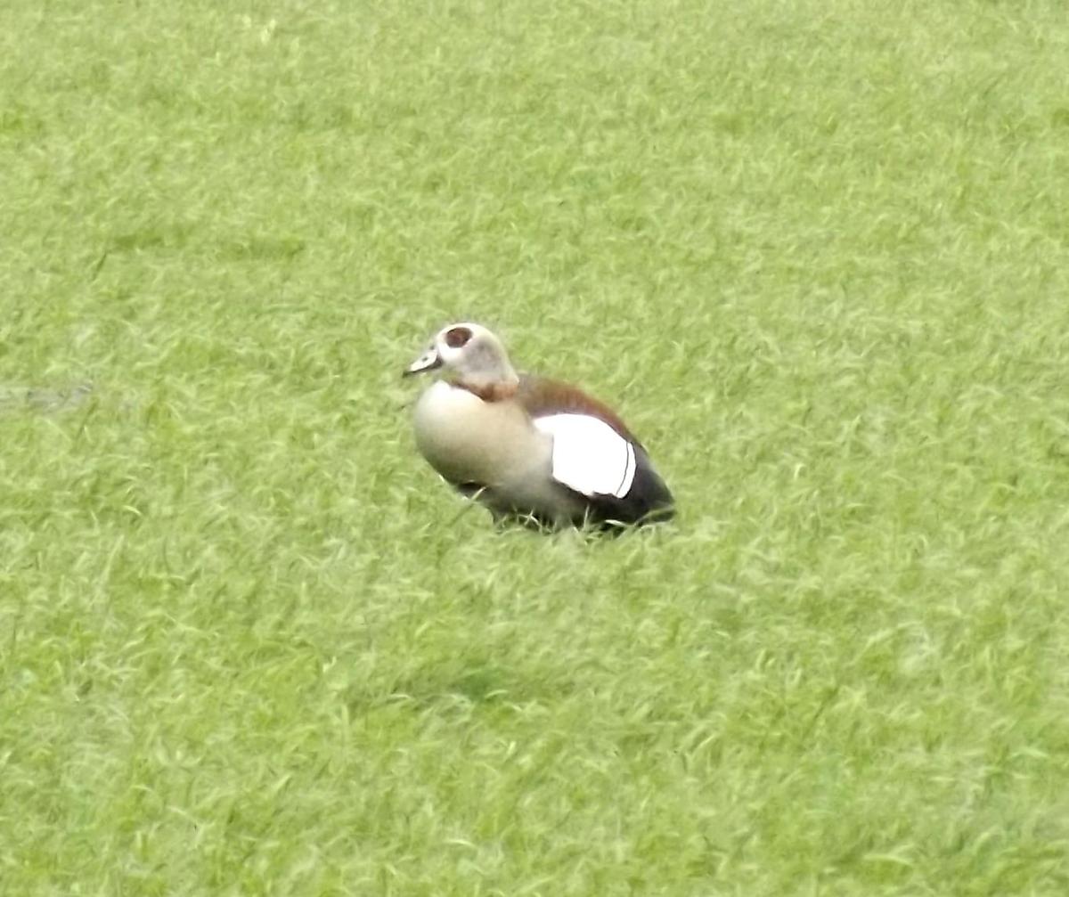 Nilgans