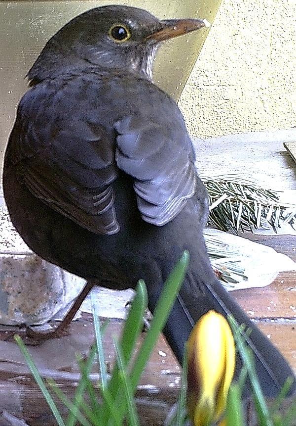 PICT0344 Amsel1