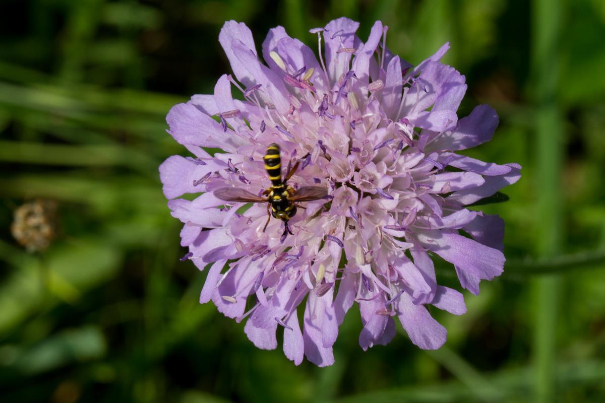 Wiesenblume2