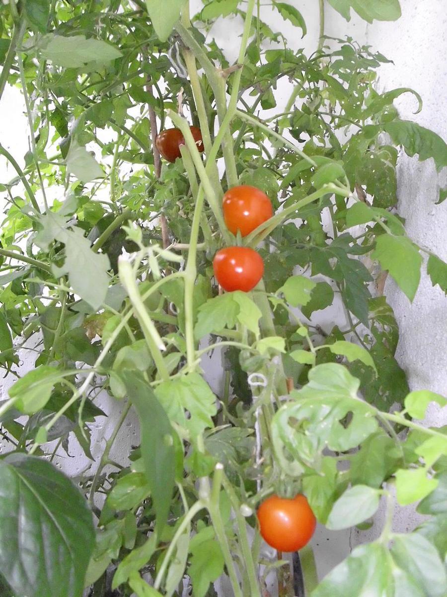 tomaten