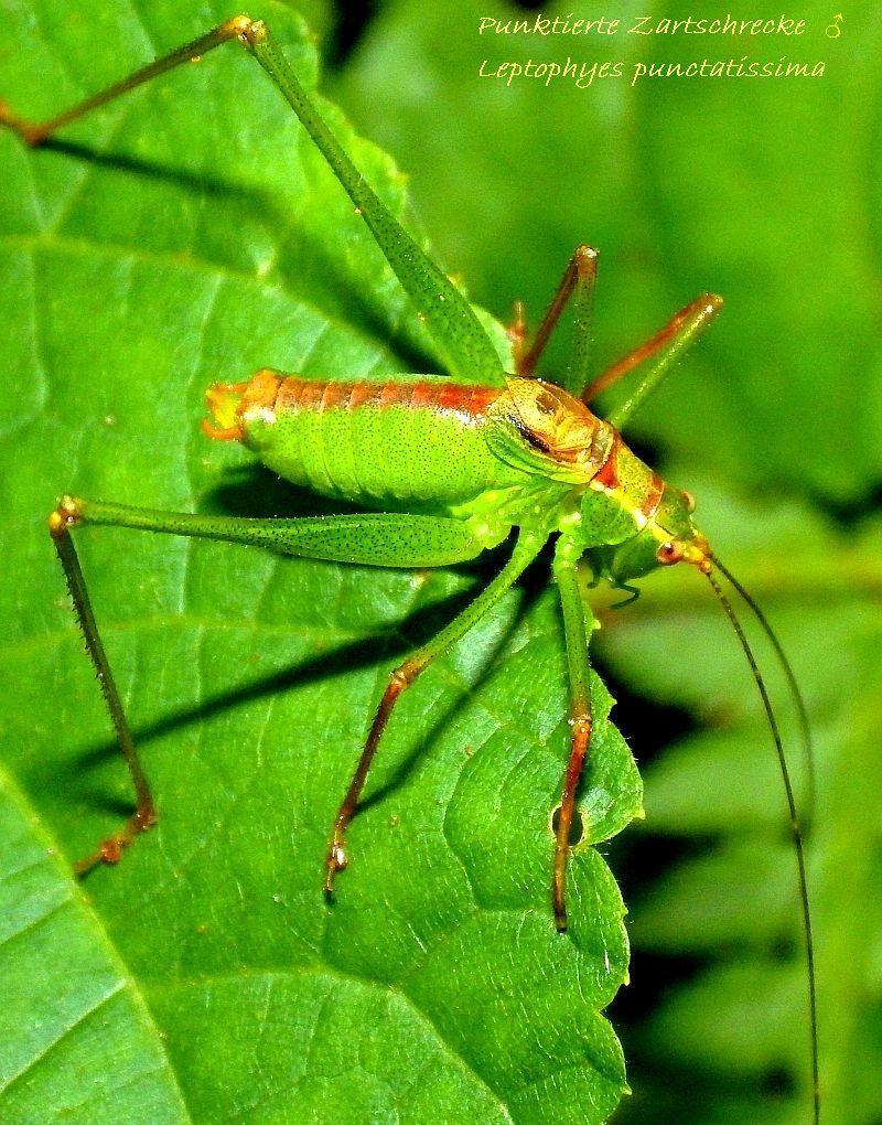  KK 3821 Leptophyes punctatissima