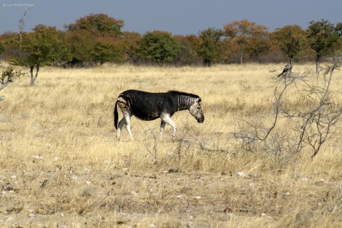 Zebra mit Melanismus