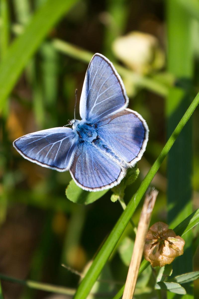 BlaeulingMaennchen