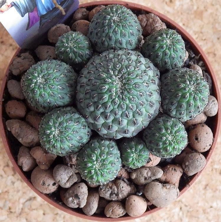  KK Rebutia01