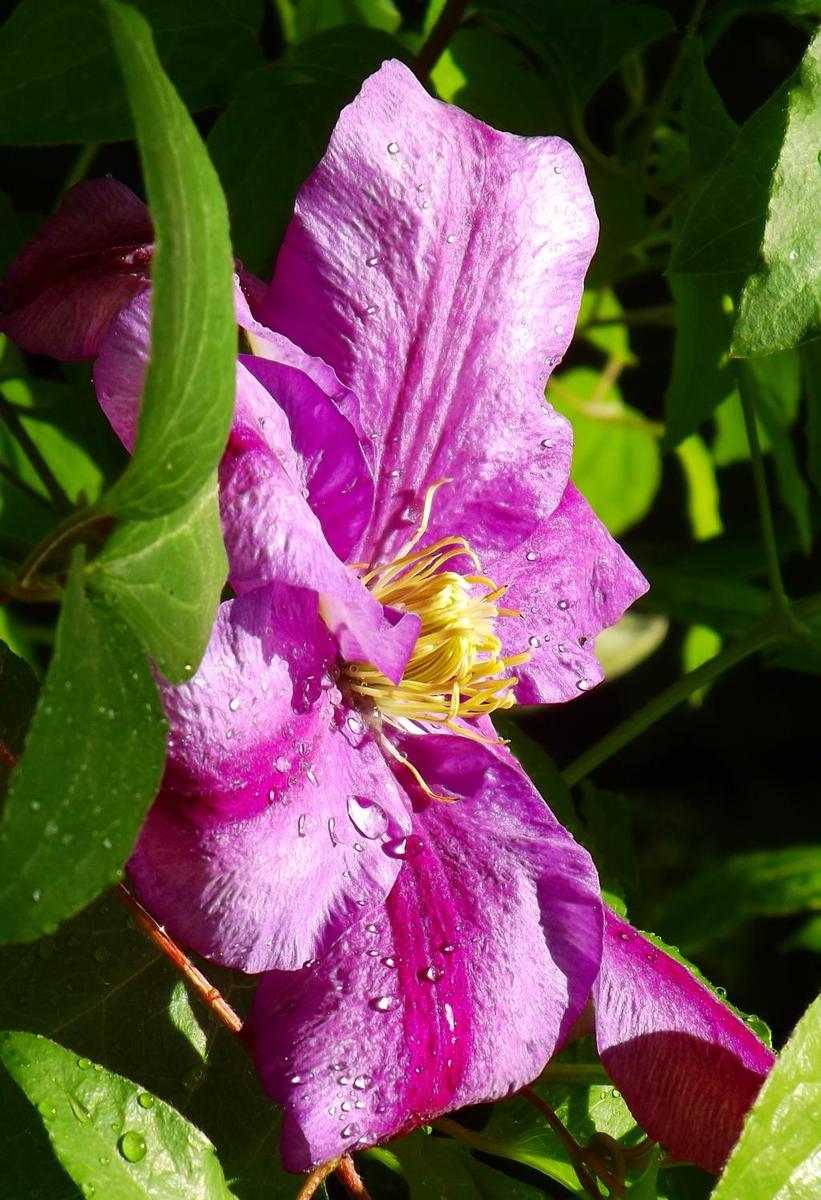 Clematis