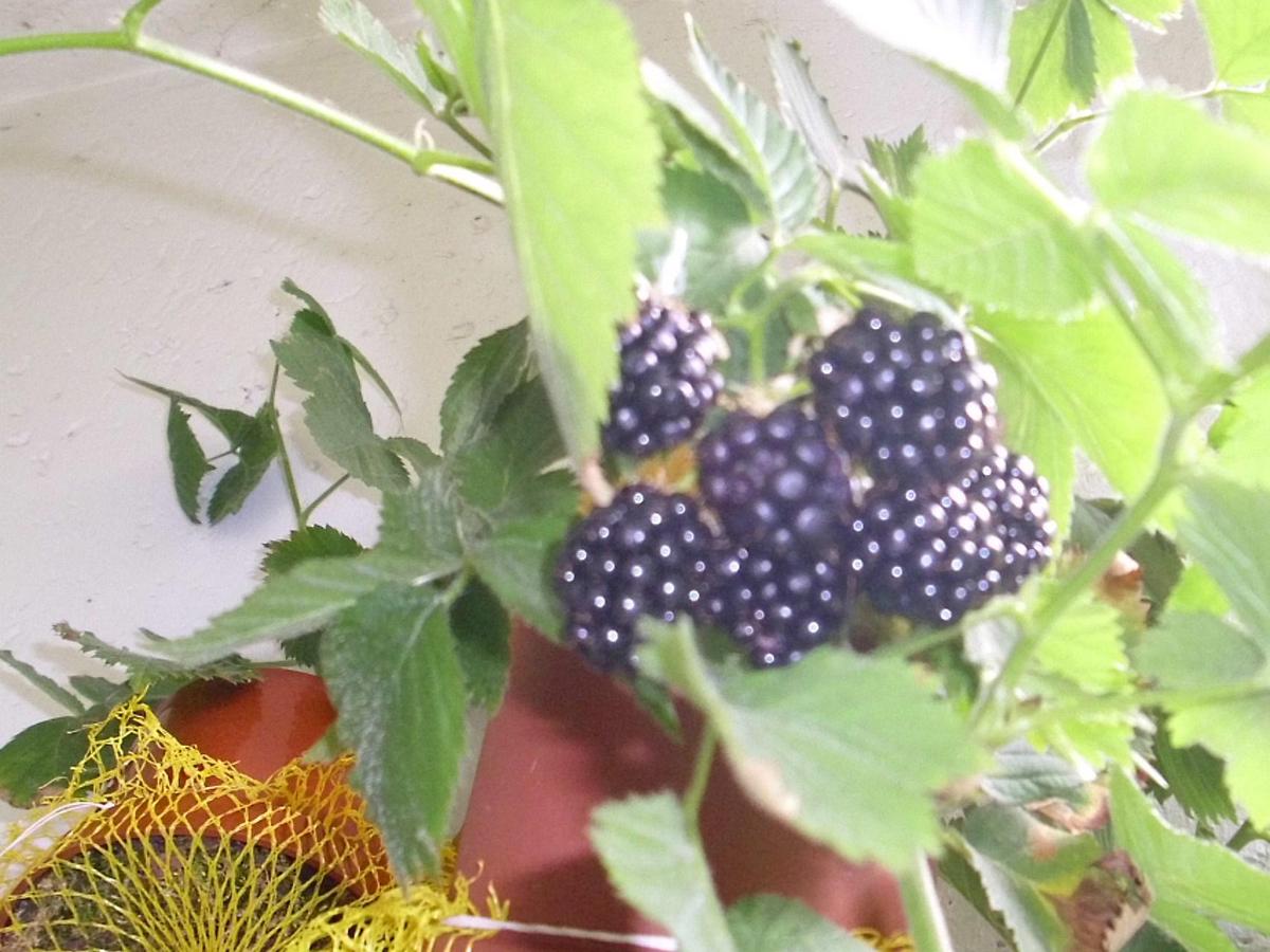 Brombeeren 1