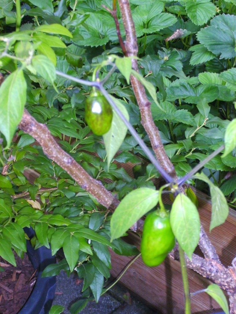 Rocoto 3