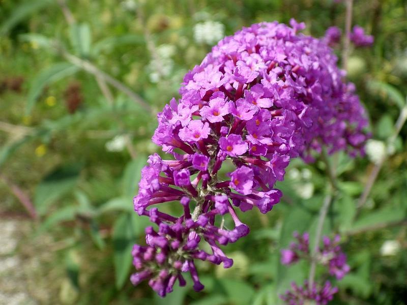  KK 6953 buddleja