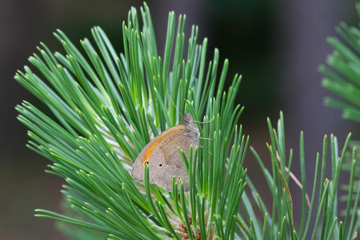 Schmetterling